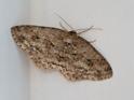 Ectropis bistortata (Engrailed).jpg